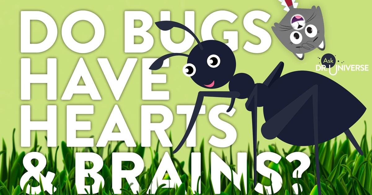 Do Bugs Have Hearts