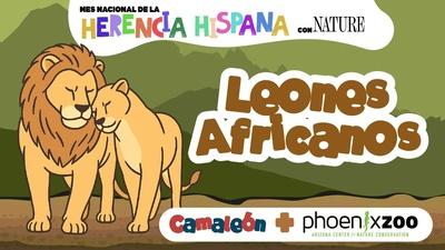 Leones Africanos | African Lions