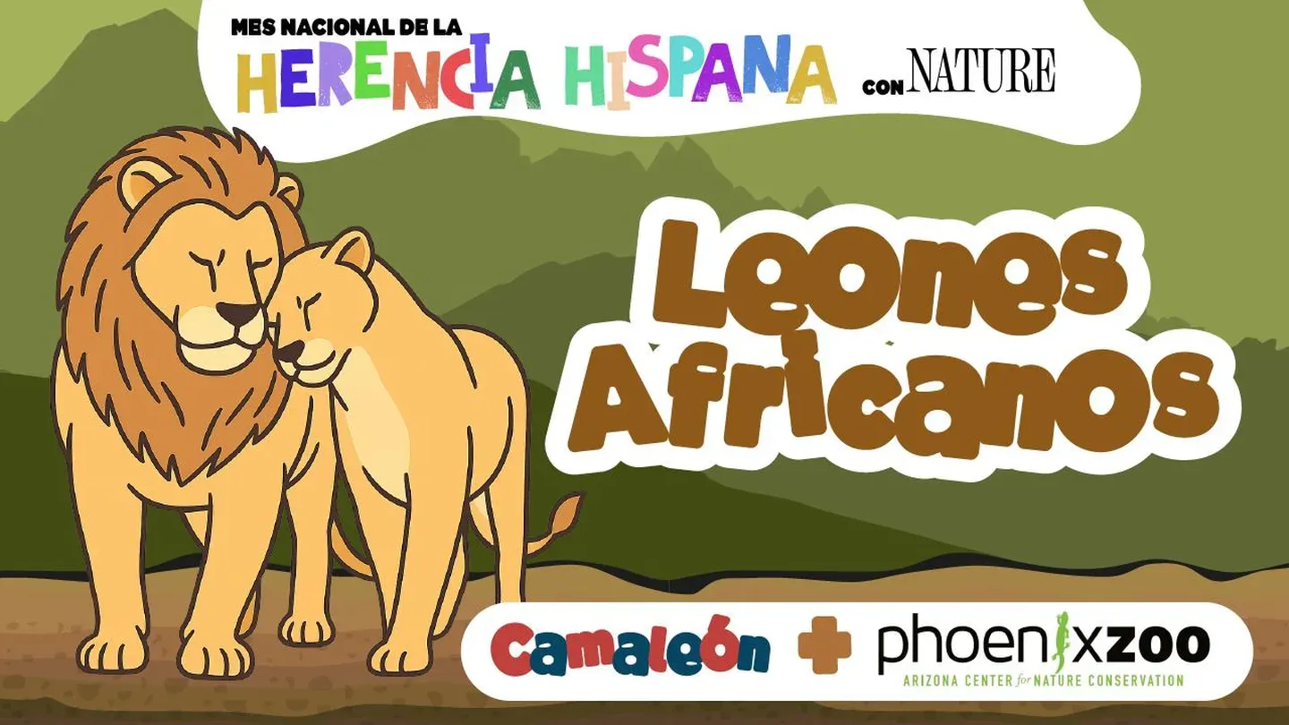 Leones Africanos