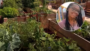 Growing Community with Gardens: Harvé Franks