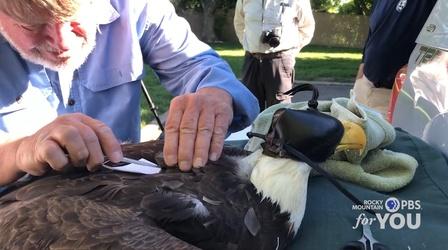 Video thumbnail: Colorado Voices CPW Bald Eagle Study