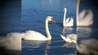 Swans