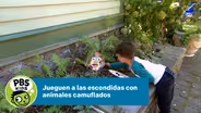 Jueguen a las escondidas con animales camuflados