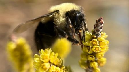 Video thumbnail: Insectarium Why Bumble Bees Are the Fuzzy Heroes We Need