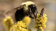 Why Bumble Bees Are the Fuzzy Heroes We Need