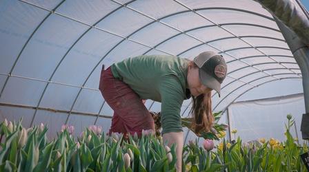 Video thumbnail: Around the Farm Table Growing Tulips at Green Light Farm