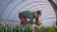 Growing Tulips at Green Light Farm