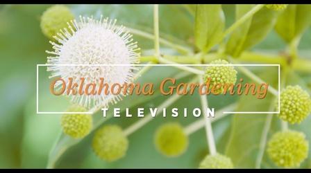 Video thumbnail: Oklahoma Gardening 4916: Oklahoma Gardening October 15, 2022