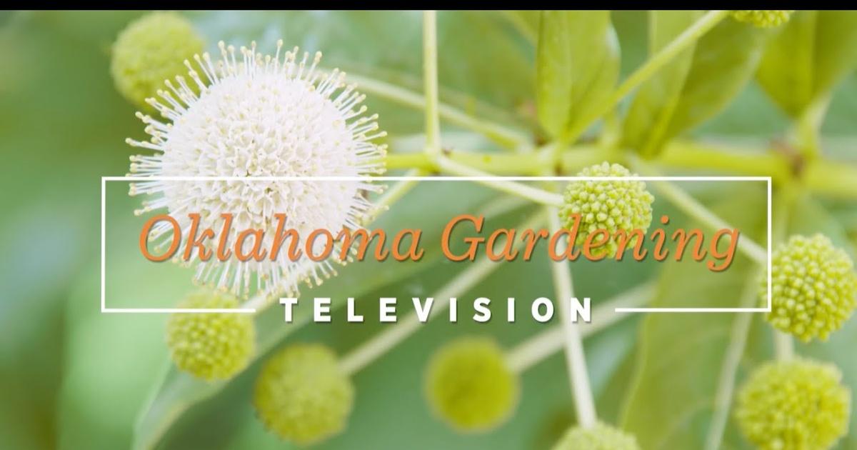 Oklahoma Gardening | 4916: Oklahoma Gardening October 15, 2022 | Season ...