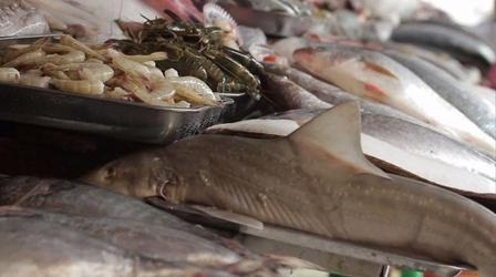 Video thumbnail: Earth Focus Exposed: Killing Dolphins, Dying for Lobsters