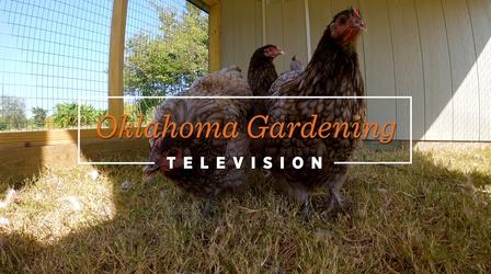 Video thumbnail: Oklahoma Gardening Oklahoma Gardening #4848 (05/28/22)