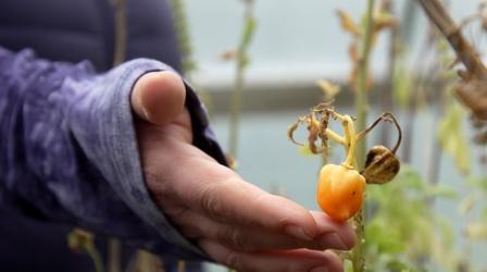 Video thumbnail: ncIMPACT Town Hall: Local Sustainability Goals