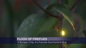 Video thumbnail: Chicago Tonight Why Are There So Many Fireflies in Chicago?