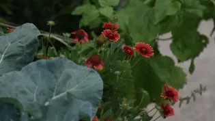 CCNN "Seeds in the City"