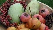 Gardening with the Masters - King of Compost, Unusual Fruit and the Weedless Garden