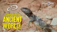 Hikes at Gold Butte National Monument