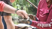 Apalachicola Slough Restoration