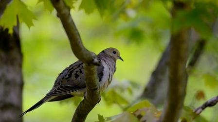 Citizen Science Story: Celebrate Urban Birds