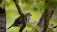 Citizen Science Story: Celebrate Urban Birds