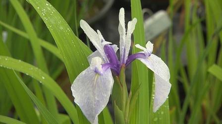 Video thumbnail: Volunteer Gardener Volunteer Gardener 2813