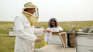 Honey in North Dakota
