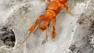The Curious Webspinner Insect Knits a Cozy Home