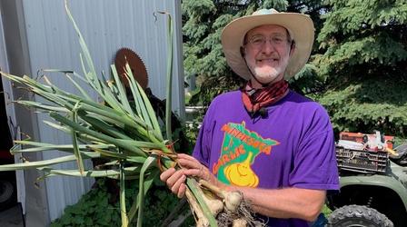 Video thumbnail: Prairie Yard & Garden Growing Good Garlic