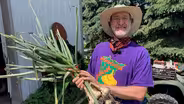 Growing Good Garlic