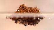 Fire Ants Turn Into a Stinging Life Raft to Survive Floods