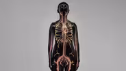 Functions of the Heart and Lungs