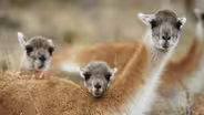 Guanacos Rare Birth Ritual