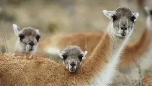 Guanacos Rare Birth Ritual