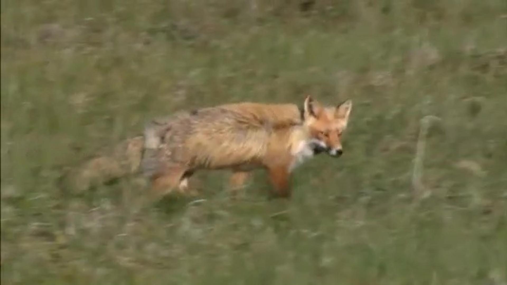 Red Fox - Vulpes vulpes