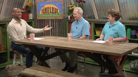 Video thumbnail: The Family Plot Squash and Tomato Pests & Lilies