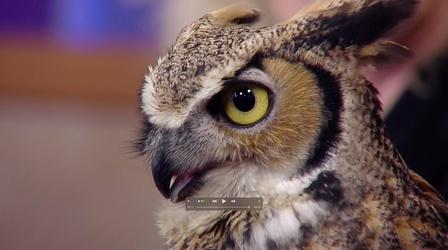 Video thumbnail: Almanac Bird Flu’s Dangers to Eagles, Hawks and Owls