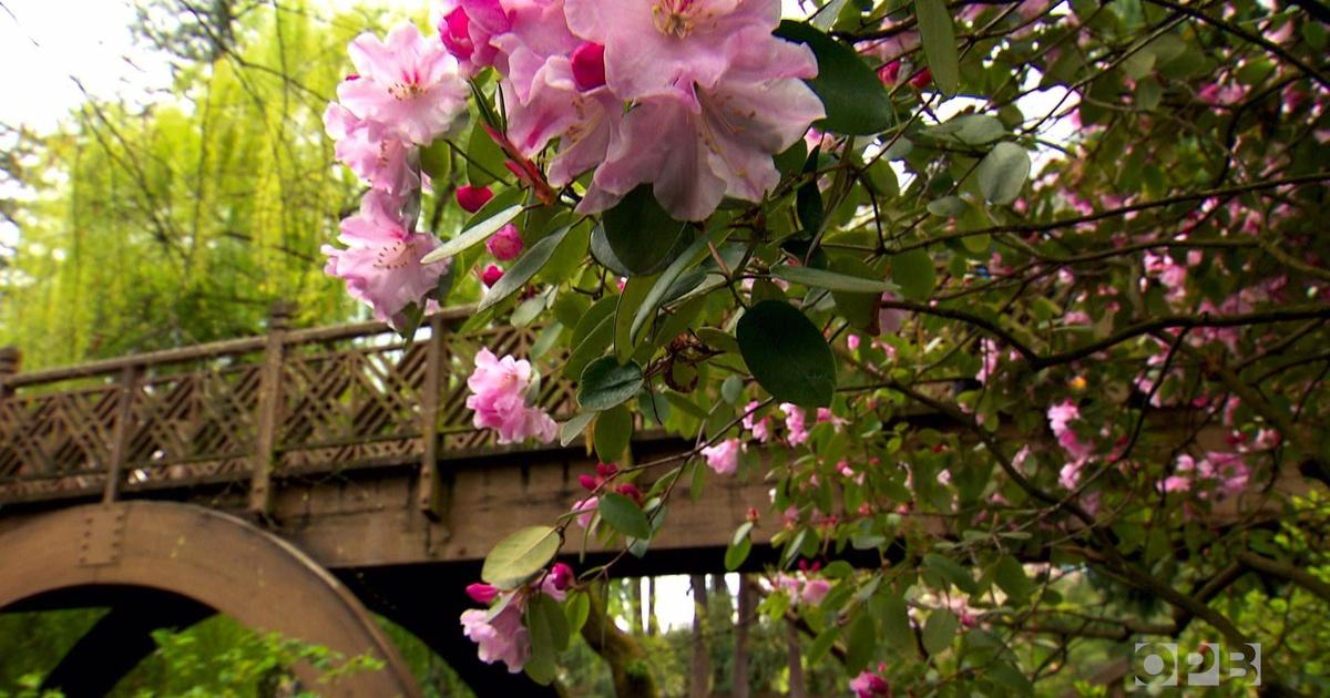 Oregon Field Guide Rhododendron Garden Photo Essay Season 34