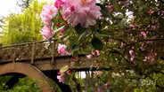 Rhododendron Garden Photo Essay