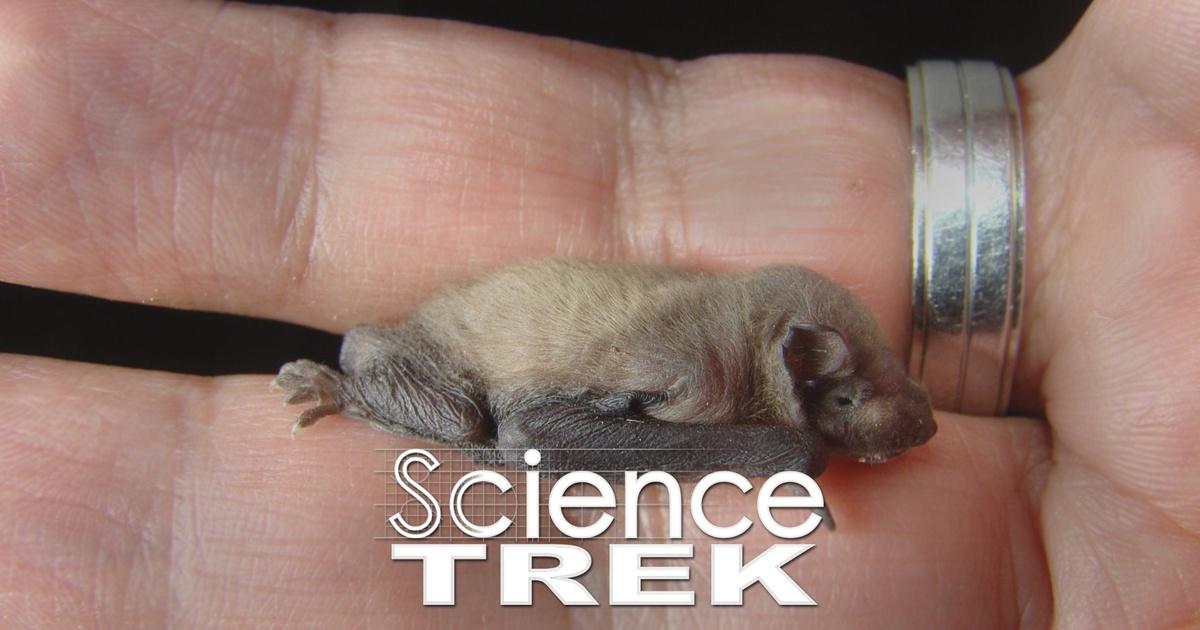 Science Trek Bats Bittens, Not Kittens PBS