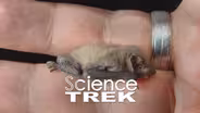 Bats: Bittens, Not Kittens