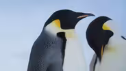In Search of Emperor Penguins on an Antarctic Expedition Cruise