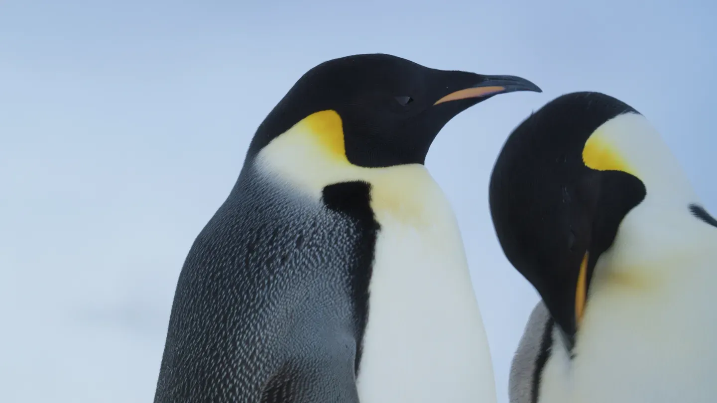 In Search of Emperor Penguins on an Antarctic Expedition Cruise