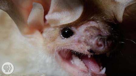 Video thumbnail: Deep Look These Whispering, Walking Bats Are Onto Something