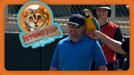 Video thumbnail: NewsDepth Petting Zoo: Pair of Parrots Steal the Softball Show