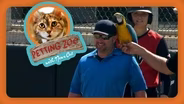 Petting Zoo: Pair of Parrots Steal the Softball Show