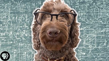 Video thumbnail: BrainCraft How Smart Is Your Dog