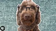 How Smart Is Your Dog