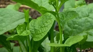 International Crops