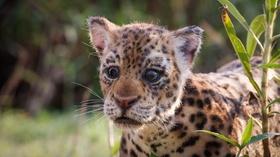 Video thumbnail: Nature The Tropics | Spy in The Wild 2