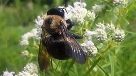 Video thumbnail: Virginia Home Grown Native Plants for Pollinators