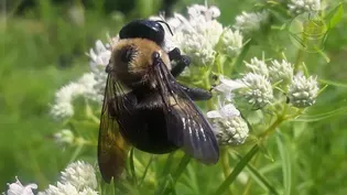 Native Plants for Pollinators